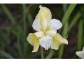 Iris sibirica 