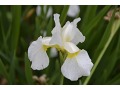 Iris sibirica 