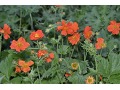 Geum coccineum 