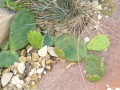 Opuntia humifusa ( compressa ) - opuncie, nopál poléhavý, indiánské fíky