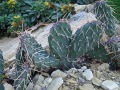 Opuntia rhodantha - opuncie, nopál
