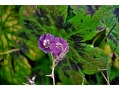 Geranium phaeum  - kakost hnědočervený