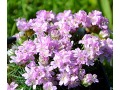 Armeria juniperifolia 