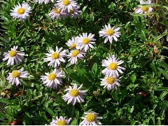 Aster andersonii - astra, hvězdnice andersonova značka NH. - zahradnictví