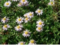 Aster andersonii - astra, hvězdnice andersonova