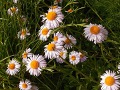 Aster tongolensis 