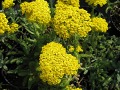 Achillea tomentosa 