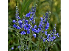 Veronica austriaca subsp. teucrium 