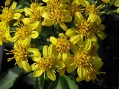 Solidago virgaurea minuta var. minutissima - zlatobýl obecný, celík zlatobýl