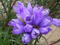 Edraianthus tenuifolius - modroušek
