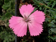 Dianthus haematocalyx subsp. pindicola - hvozdík, karafiát značka NH. - zahradnictví