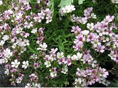 Gypsophila repens 