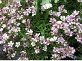 Gypsophila repens 