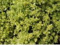Thymus 