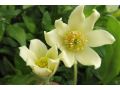 Pulsatilla albana var. lutea - koniklec