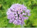 Allium senescens glaucum 