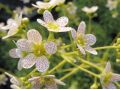 Saxifraga 