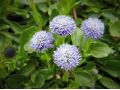 Globularia valentina - koulenka