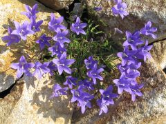 Campanula bellidifolia - zvonek značka NH. - zahradnictví