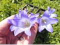 Campanula tridentata - zvonek