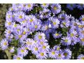 Aster dumosus ' Paleček ' - astra, hvězdnice