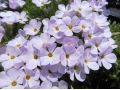 Phlox pulvinata - flox, plaménka