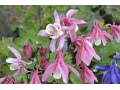 Aquilegia flabellata 