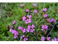 Dianthus carthusianorum var. humile - karafiát, hvozdík