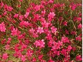 Dianthus deltoides 