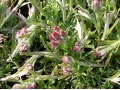 Antennaria dioica 