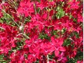 Dianthus deltoides 