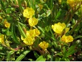 Oenothera minima - pupalka