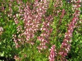 Heuchera pulchella - dlužicha