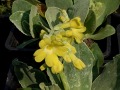 Primula auricula - prvosenka lysá