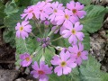 Primula frondosa - prvosenka, petrklíč