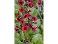 Primula japonica 