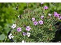 Dianthus subacaulis 