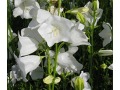 Campanula persicifolia 