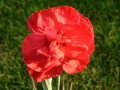 Dianthus plumarius 