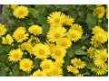 Doronicum orientale - kamzičník