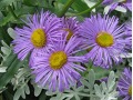Erigeron speciosus 