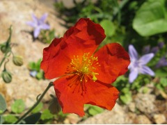 Helianthemum 