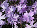 Phlox subulata 