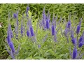 Veronica ( Pseudolysimachion ) longifolia 