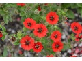 Potentilla atrosanguinea - mochna himalájská