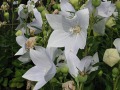 Platycodon grandiflorus 
