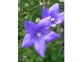 Platycodon grandiflorus 