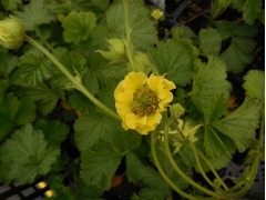 Geum 