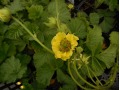 Geum 