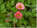 Geum 